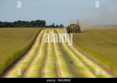 Der Anbau von Flachs. Entwurzelung der Flachs in Ectot-les-Baons, in der Region "Pays de Caux (Normandie, Frankreich). Stockfoto