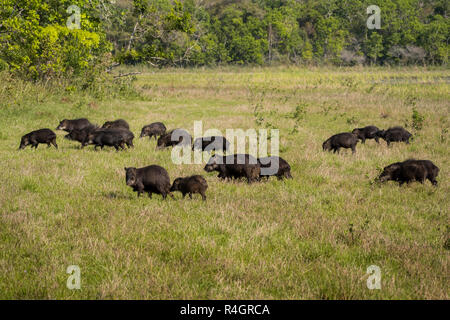 Weiß-lippigen Pekaris (Tayassu pecari), Herde, die über Wiese, Pantanal, Mato Grosso do Sul, Brasilien Stockfoto