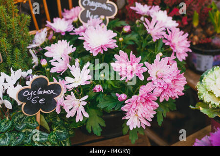 In der Nähe von schönen rosa Chrysanthemen auf ein Schaufenster in einem französischen Café. Stockfoto