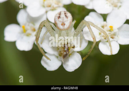Crab Spider, Mecaphesa sp., vorletzte Männchen mit Beute, auf Schafgarbe Achillea millefolium Stockfoto