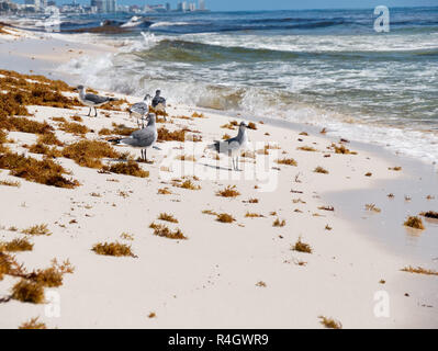 Möwen auf weißen Strand in der Nähe des Meeres warten auf das Essen von den Wellen, Cancun, Quintana Roo, Mexiko, im September 7, 2018 Stockfoto