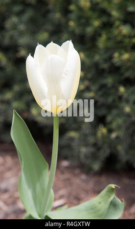 Weiß und Gelb Tulip in einem ​Outdoor Garten im Frühling in Aurora, Illinois wachsende Stockfoto