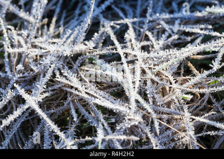 grünen Rasen in den frost Stockfoto