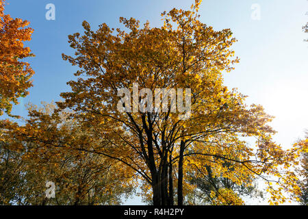 Bäume im Herbst Stockfoto