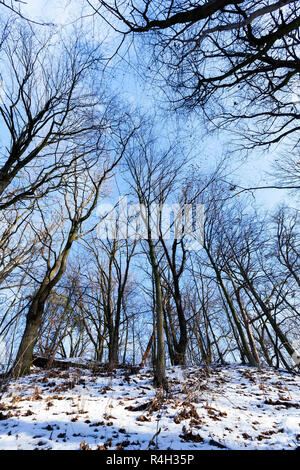 Winterwald, sonniges Wetter Stockfoto