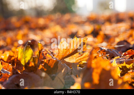 vergilbte Ahornblätter Stockfoto