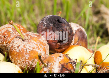 faule Äpfel, close-up Stockfoto