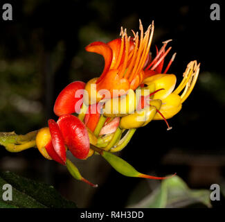 Australische Wildblumen, ungewöhnlich helle rote, orange und gelbe Blumen der schwarze Bohne Baum, Castanospermum australe, gegen den dunklen Hintergrund Stockfoto