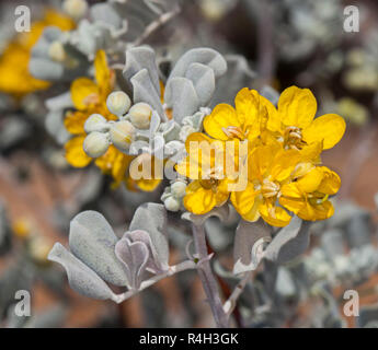 Wildblumen, Cluster von leuchtend gelben Blumen und grau/grün Blätter von Senna/Cassia artemisioides, Australische einheimische Pflanze im Outback von Queensland Stockfoto