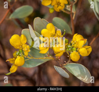 Wildblumen, Cluster von leuchtend gelben Blumen und grau/grün Blätter von Senna/Cassia artemisioides, Australische einheimische Pflanze im Outback von Queensland Stockfoto