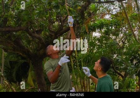 Us-Marines Pfc. Christopher Gay, Links, und Lance Cpl. Mattieu Davinroy Gebrochene Zweige vom Baum entfernen in einem Altenheim in Okinawa, Japan, Oktober 2, 2018. Gay, ein Eingeborener von Garland, Texas, ist ein Data Systems Administrator und Davinroy, ein Eingeborener von El Dorado Hills, Kalifornien, ist ein Administrator. Beide Gay und Davinroy sind mit 7 Kommunikation Bataillon, III Marine Expeditionary Force Information Group. Marines führte eine sauber in Hikarigaoka Pflegeheim nach Taifun Trami Okinawa hit, September 28.-29. Stockfoto