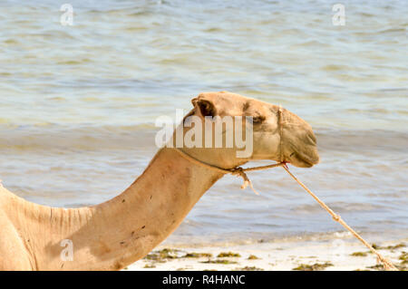 Leiter der ein Dromedar mit dem Ozean im Hintergrund auf den Strand von Bamburi in Kenia Stockfoto