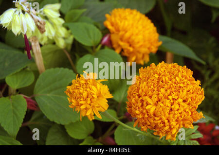 Ringelblume-Garten Stockfoto