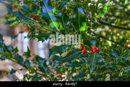 Holly Berry Bush mit roten Beeren im Garten in sonniger Tag. Stockfoto