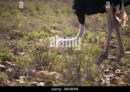 Männlicher Strauß (Struthio camelus) Ernährung im wilden Karoo National Park, Südafrika Stockfoto