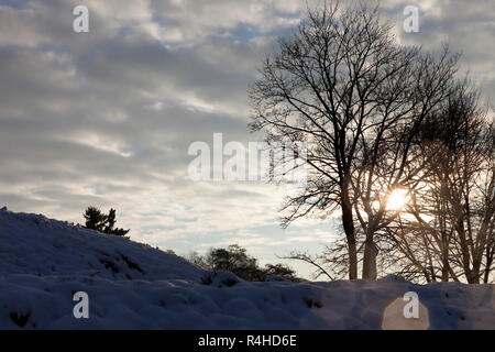 Bäume unter Schnee Stockfoto