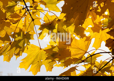 vergilbte Ahornbäume im Herbst Stockfoto