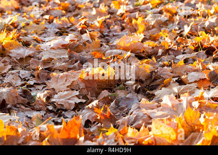 gefallene Blätter von Ahorn Stockfoto