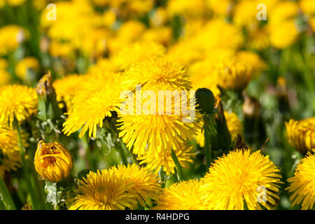gelber Löwenzahn im Frühling Stockfoto