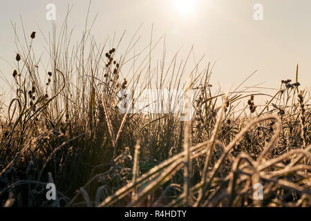 grünen Rasen in den frost Stockfoto