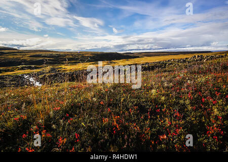 Herbstfarben in der Nähe von Borgarfjoedur, East Iceland Stockfoto