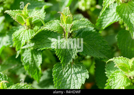 Junge grüne Brennessel Stockfoto