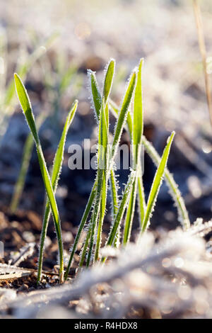 grüner Weizen in Frost, Nahaufnahme Stockfoto