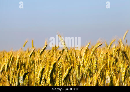 Unreife Vergilbung Weizen Stockfoto