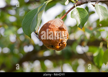 faule Birne auf dem Baum Stockfoto