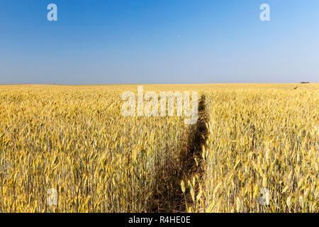 immature yellowing wheat Stockfoto