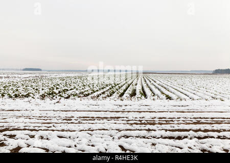 Karotte-Ernte im Schnee Stockfoto