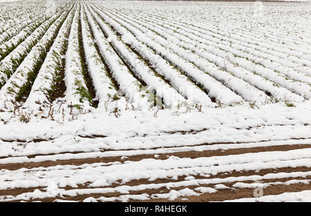 Karotte-Ernte im Schnee Stockfoto