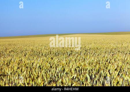 Unreife Vergilbung Weizen Stockfoto