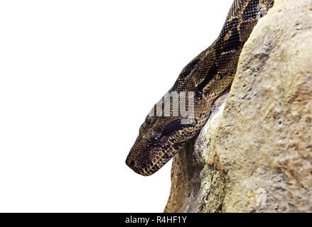 Closeup Boa Constrictor auf dem Felsen isoliert auf weißem Hintergrund mit Freistellungspfaden und Kopieren Raum Stockfoto