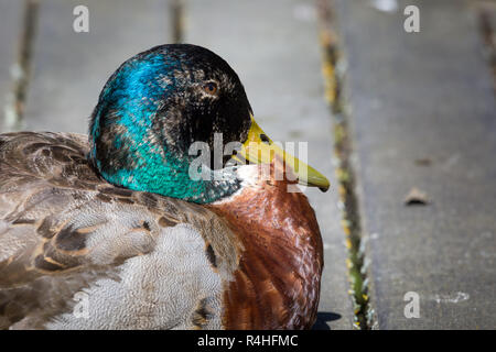 Männliche Stockente (Anas Platyrhynchos) Stockfoto