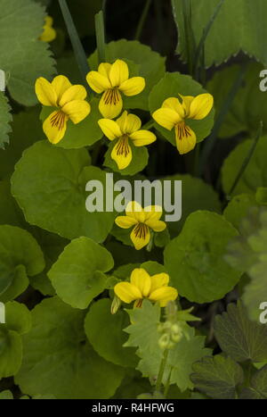 Gelb Holz Violett, Viola biflora, in der Blume in den französischen Alpen. Stockfoto