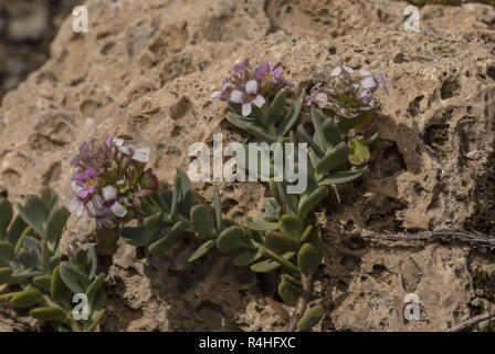 Thomas Candytuft, Aethionema thomasianum, in der Blume verbrannt; endemisch in den westlichen Alpen. Frankreich. Stockfoto