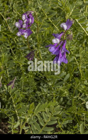 Futter vetch, Vicia villosa ssp. villosa, in der Blume, die französischen Alpen. Stockfoto