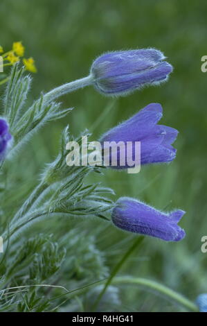 Haller Pasque flower, Anemone halleri, in der Blume in den italienischen Alpen. Stockfoto