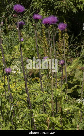 Melancholie Distel, Cirsium heterophyllum, in der Blume in Berggebieten Wiese. Stockfoto