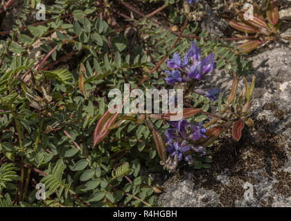 Berg, Oxytropis jacquinii Milk-Vetch, in Blüte und Frucht, Alpen. Stockfoto
