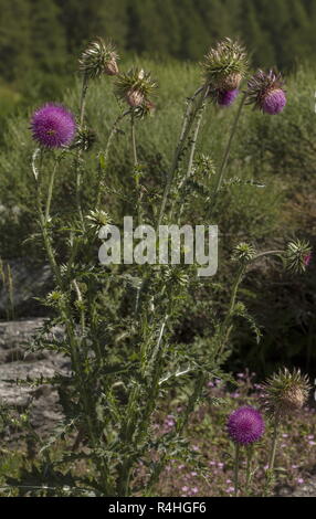 Eine Form von Moschus Distel, Carduus nutans ssp platylepis, in der Blume in den Alpen. Stockfoto