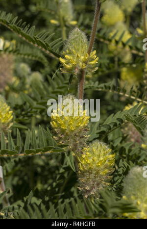 Eine Milch - vetch, Astragal alopecurus, in der Blume in den Französischen Alpen. Stockfoto