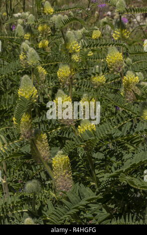 Eine Milch - vetch, Astragal alopecurus, in der Blume in den Französischen Alpen. Stockfoto