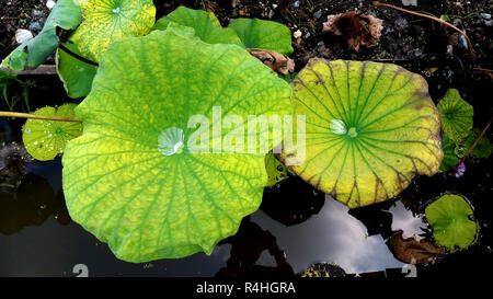 Wassertropfen auf einem Lotus grün Blatt Stockfoto