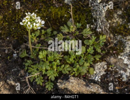 Chamois Kresse, Hornungia Alpina, in der Blume hoch in den Schweizer Alpen. Stockfoto