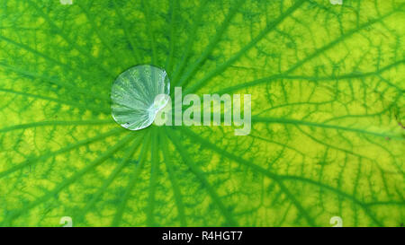 Wassertropfen auf einem Lotus grün Blatt Stockfoto