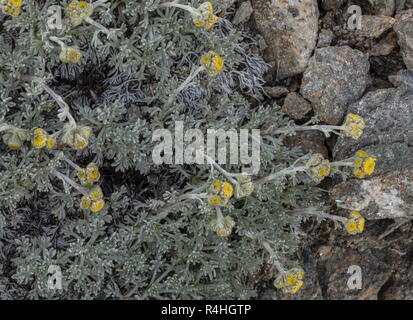 Gletscher Wermut, Artemisia glacialis, in der Blume in großer Höhe auf dem Matterhorn, Schweizer Alpen. Stockfoto