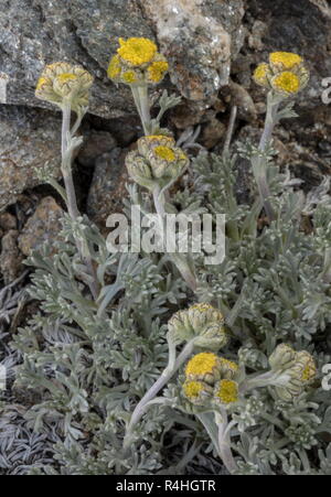 Gletscher Wermut, Artemisia glacialis, in der Blume in großer Höhe auf dem Matterhorn, Schweizer Alpen. Stockfoto