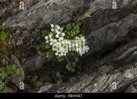 Chamois Kresse, Hornungia Alpina, in Blume, hoch in den Schweizer Alpen. Stockfoto